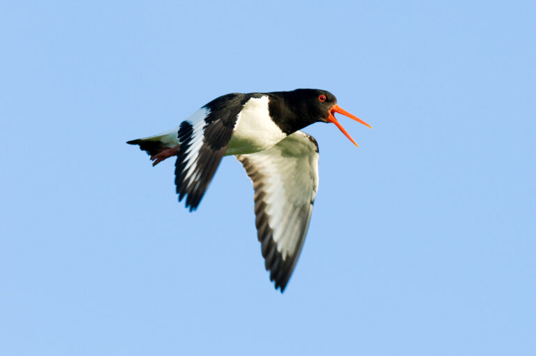 Gewimmel am Himmel im Nationalpark Wattenmeer